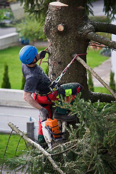 Best Leaf Removal  in West Menlo Park, CA